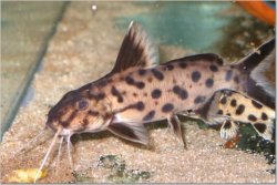 Synodontis sp. `POLLI WHITE` - Click for species page
